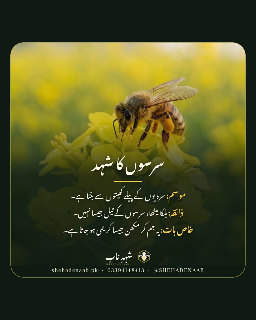 سرسوں کے پیلے پھول پر شہد کی مکھی، ساتھ سرسوں کے شہد کا تعارف: سردیوں کا ہلکا میٹھا شہد جو جم کر کریمی سفید ہو جاتا ہے