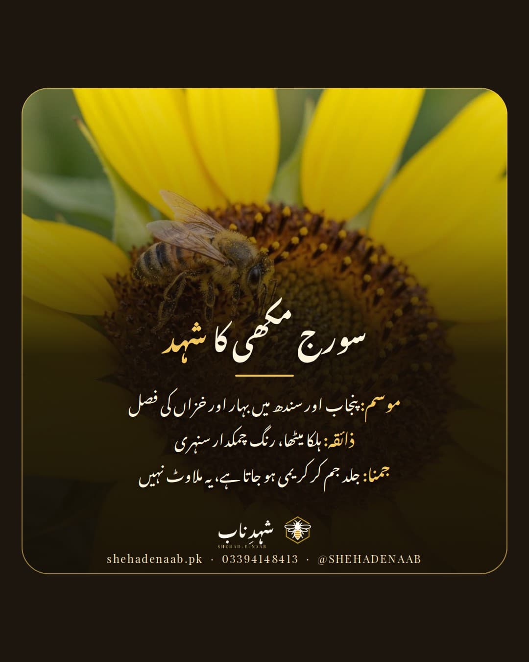 سورج مکھی کے پیلے پھول پر شہد کی مکھی، ساتھ سورج مکھی کے شہد کا تعارف: پنجاب اور سندھ کی بہار اور خزاں کی فصل، جلد جم کر کریمی ہونے والا ہلکا میٹھا شہد