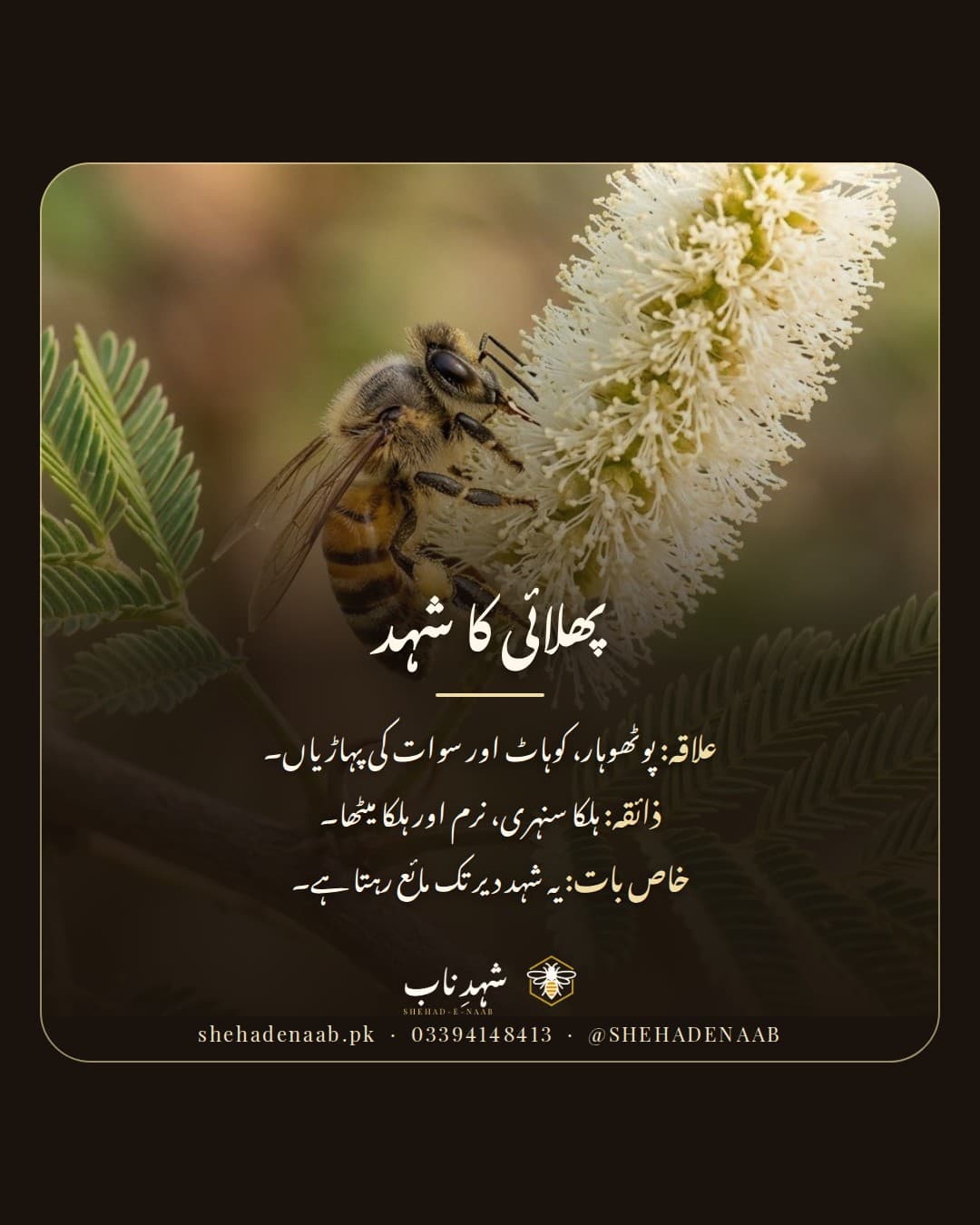 پھلائی کے کریم رنگ پھول پر شہد کی مکھی، ساتھ پھلائی کے شہد کا تعارف: پوٹھوہار کی پہاڑیوں کا ہلکا سنہری، نرم ذائقے والا شہد جو دیر تک مائع رہتا ہے