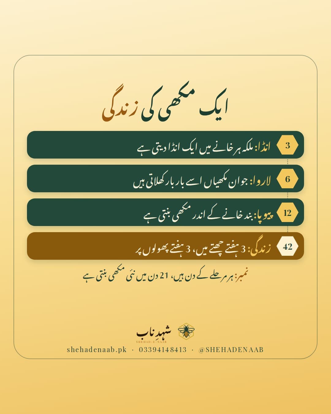 مزدور مکھی کی زندگی کے مرحلے: 3 دن انڈا، 6 دن لاروا، 12 دن بند خانے میں پیوپا، پہلے تین ہفتے چھتے کے اندر کام اور آخری تین ہفتے پھولوں سے رس لانا