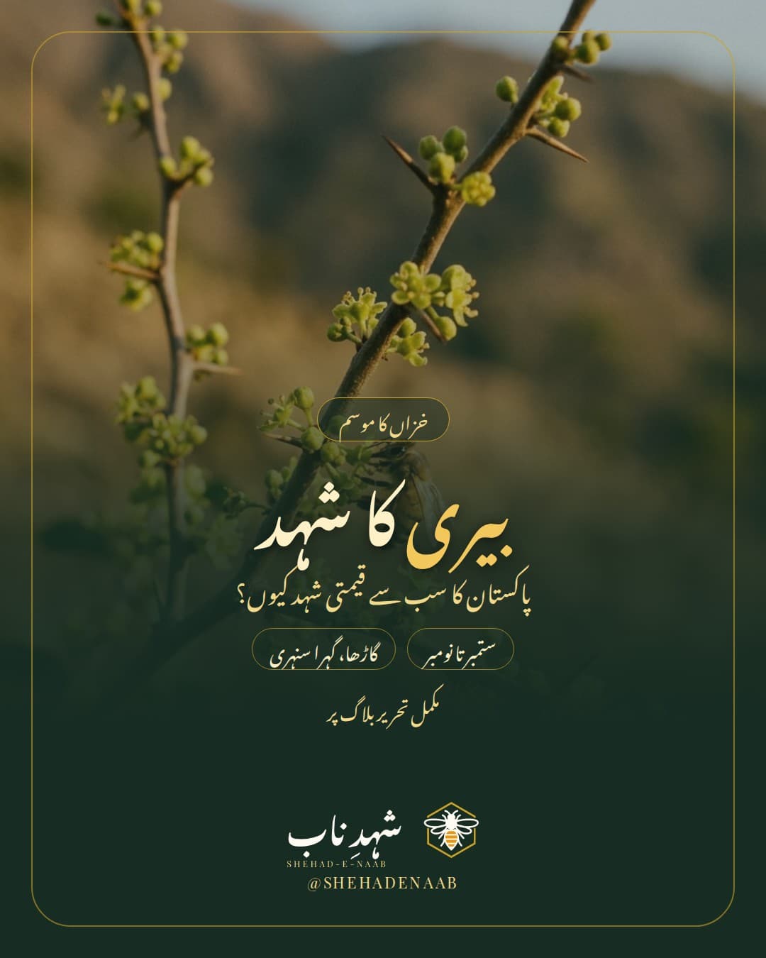 خزاں میں بیری کی کانٹے دار شاخ کے ننھے پھولوں پر رس چوستی جنگلی مکھی، اوپر «بیری کا شہد» کا عنوان