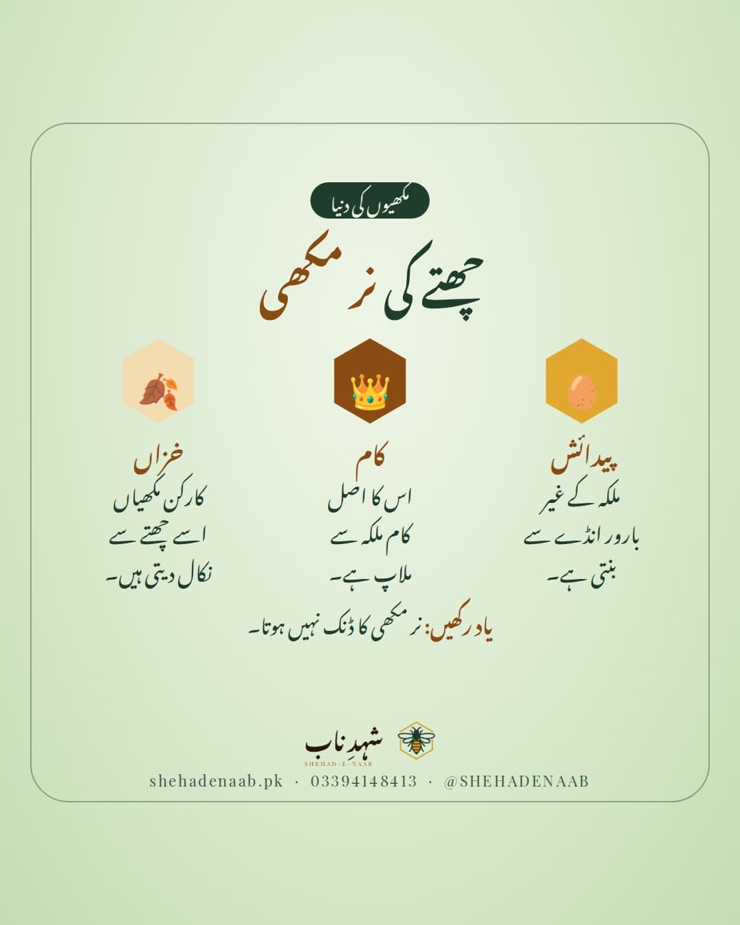 نر مکھی کے بارے میں تین باتیں: یہ ملکہ کے غیر بارور انڈے سے بنتی ہے، اس کا کام ملکہ سے ملاپ ہے، اور خزاں میں کارکن مکھیاں اسے چھتے سے نکال دیتی ہیں