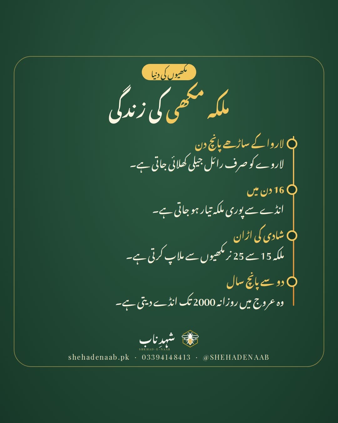 ملکہ مکھی کی زندگی کا سفر: رائل جیلی کی خوراک، 16 دن میں تیاری، شادی کی اڑان، اور روزانہ 2000 تک انڈے