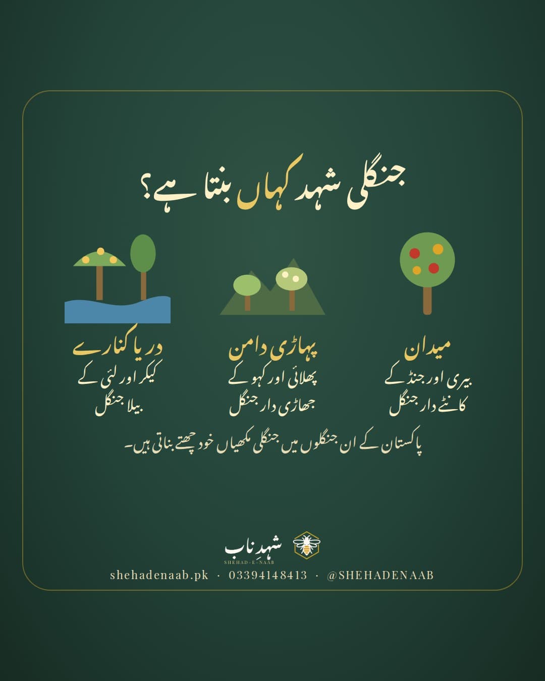 گہرے سبز پس منظر پر عنوان «جنگلی شہد کہاں بنتا ہے؟» اور تین تصویریں: پھلوں والا بیری کا درخت (میدان کے کانٹے دار جنگل)، پہاڑی ڈھلوان پر جھاڑیاں (پھلائی اور کہو کے جھاڑی دار جنگل)، اور دریا کنارے پیلے پھولوں والا کیکر (بیلا جنگل)۔