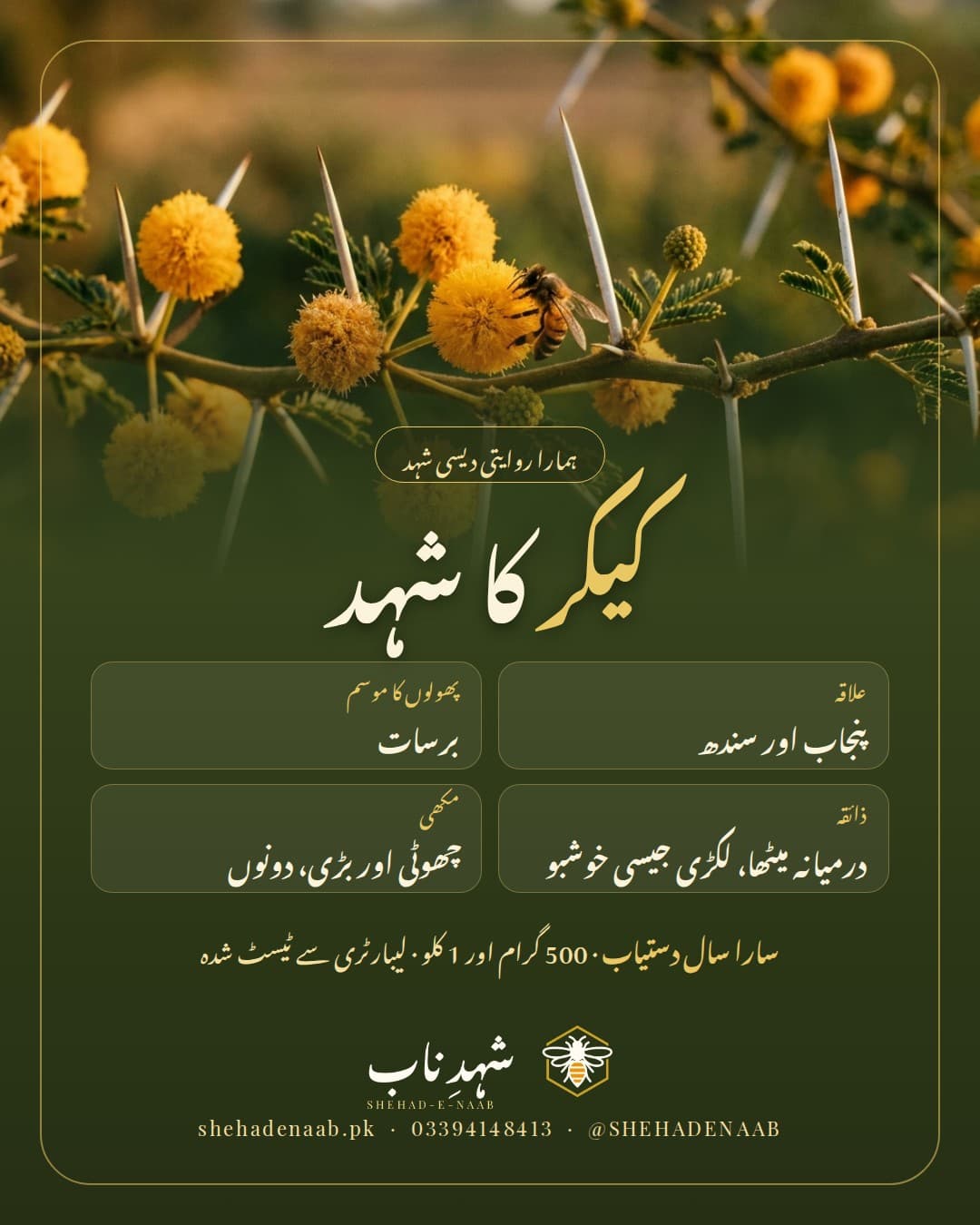 کیکر کی کانٹے دار شاخ پر سنہری گول پھول اور شہد کی مکھی، ساتھ کیکر کے شہد کا تعارف: علاقہ پنجاب اور سندھ، موسم برسات، ذائقہ درمیانہ میٹھا